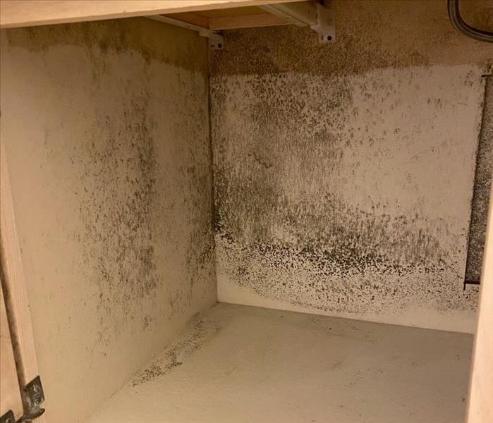 Extreme mold under sink in home