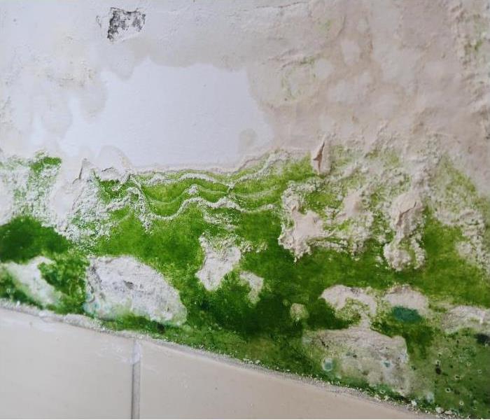 white drywall with green mold on the bottom